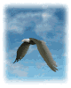 aigle_034.gif